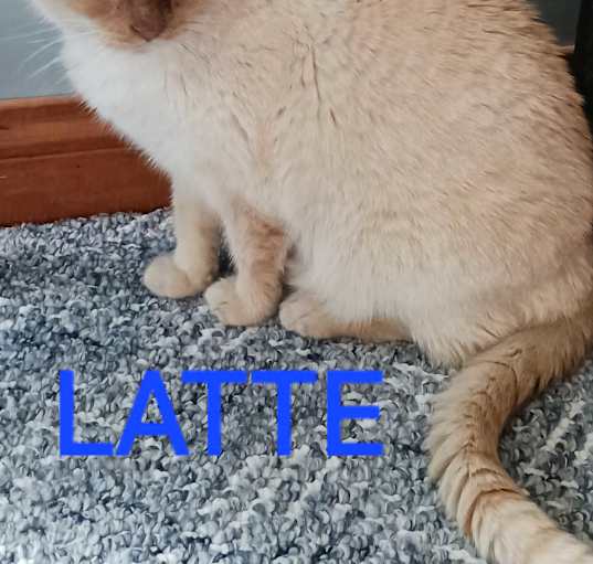 Photo of LATTE