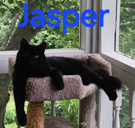 Photo of JASPER