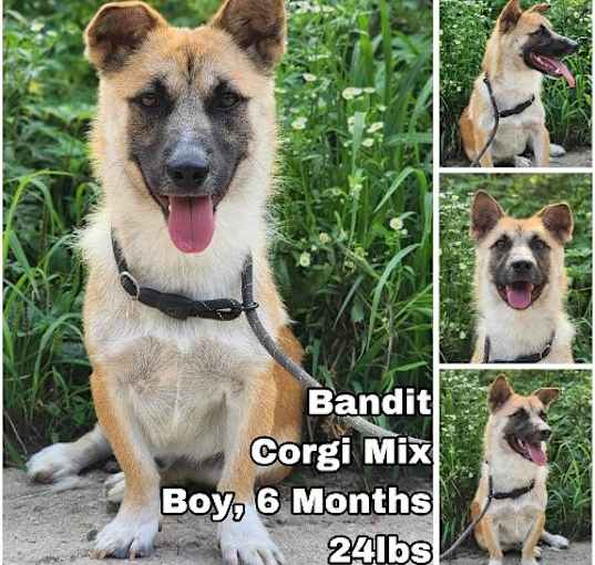 Photo of Bandit from Korea