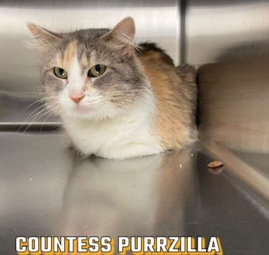 Photo of Countess Purrzilla