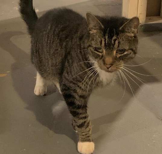 Photo of Mittens