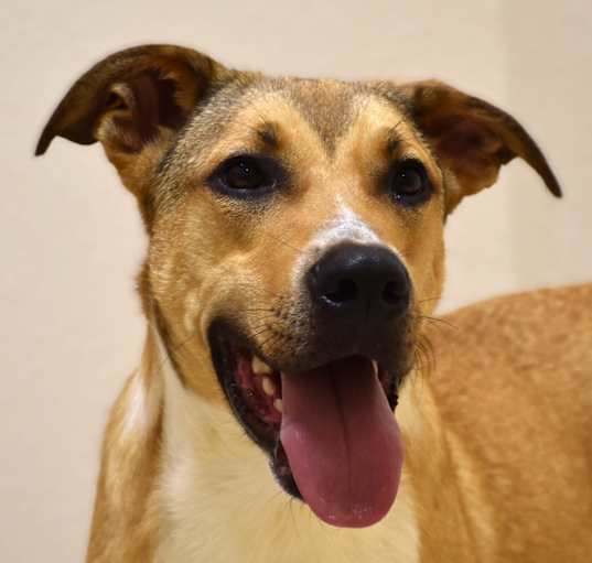 Photo of Tucker