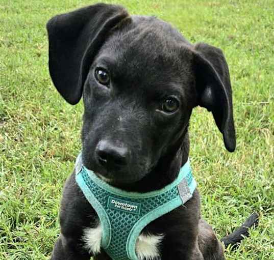 Photo of PUPPY JUNIPER  SMALL BOY