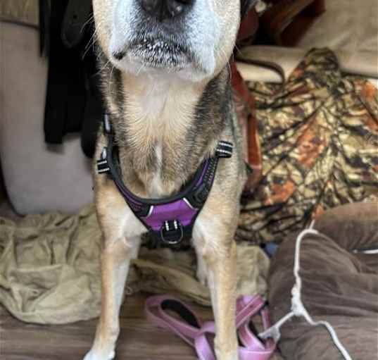 Photo of Stella