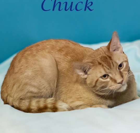 Photo of Chuck C24-164