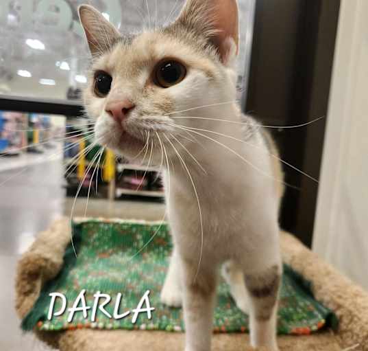 Photo of Darla