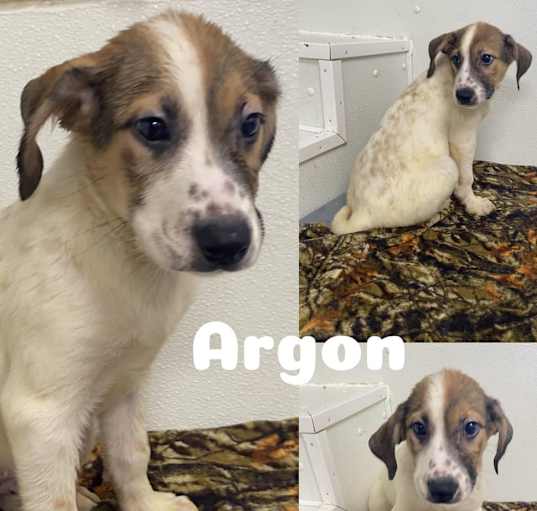 Photo of Argon