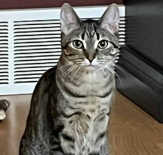 Photo of Crackers *bonded With Cheese* *in Foster*
