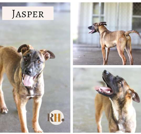 Photo of Jasper