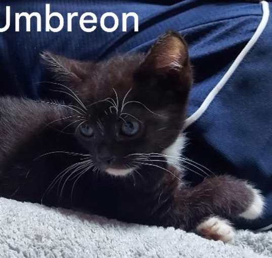 Photo of Umbreon