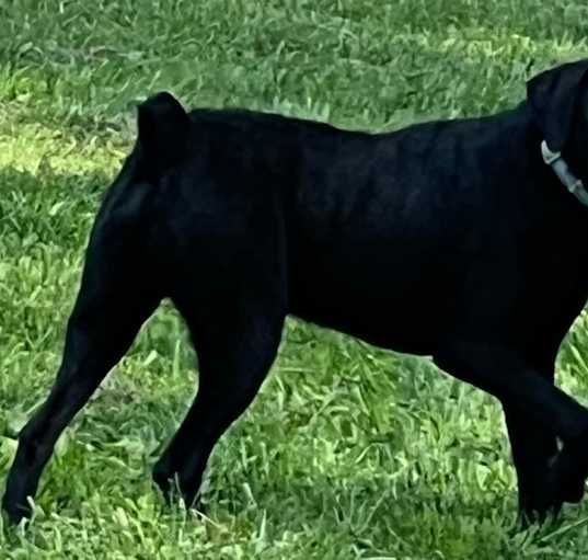 Photo of MERLIN