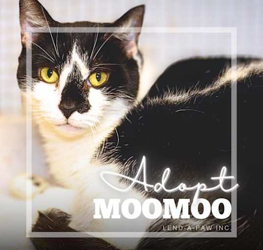 Photo of MooMoo