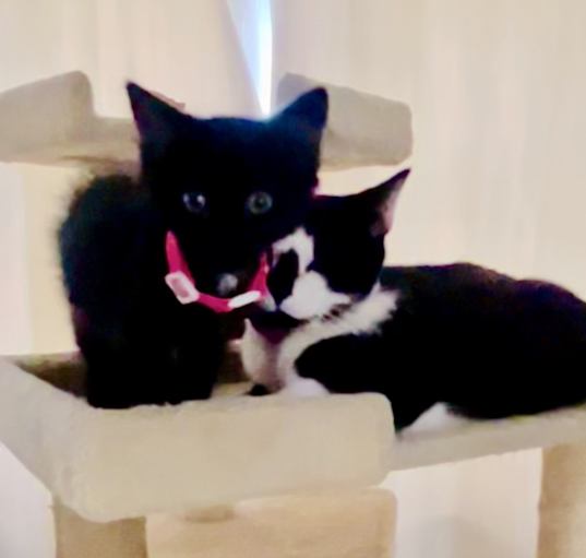 Photo of Oreo & Willow BONDED