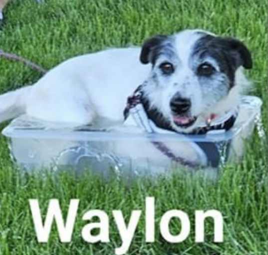 Photo of Waylon