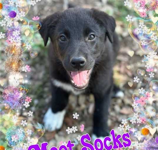 Photo of Socks