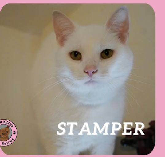 Photo of Stamper