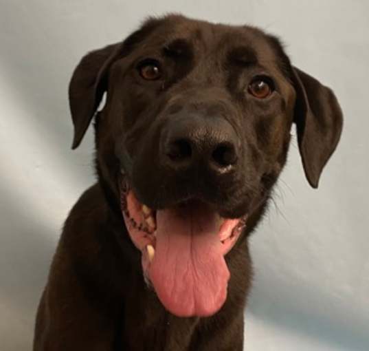 Photo of Koda