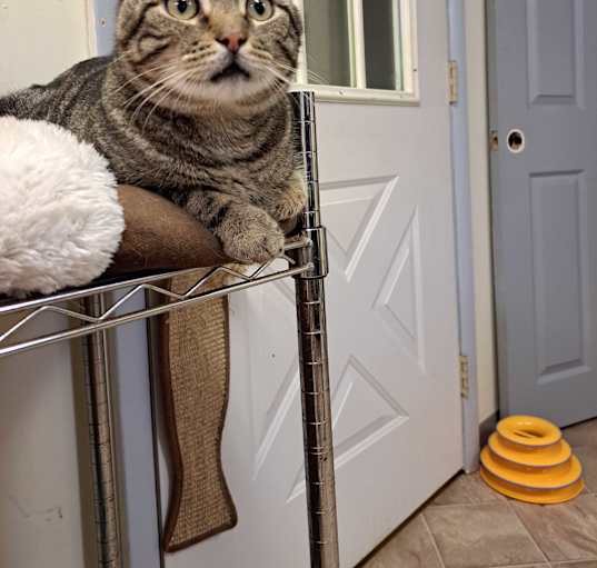 Photo of Teddy
