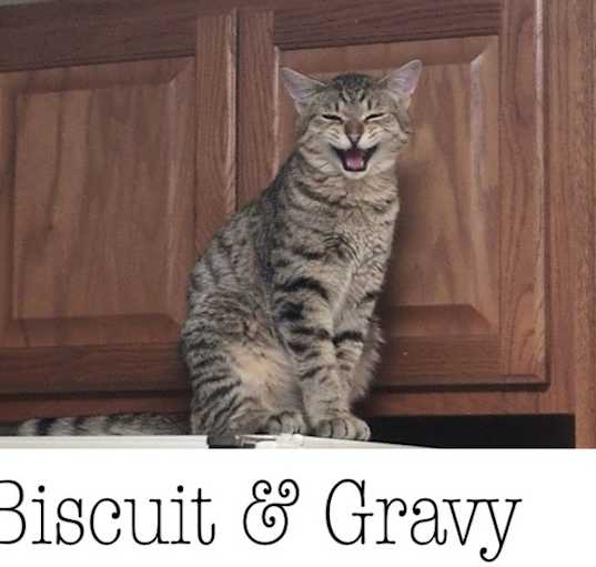 Photo of Gravy