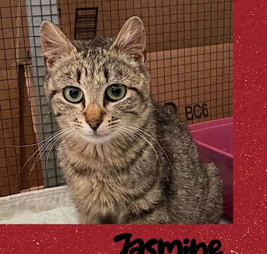 Photo of Jasmine