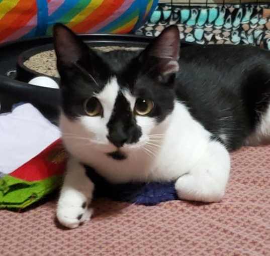 Photo of Puffin