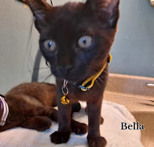 Photo of Bella Jellybean