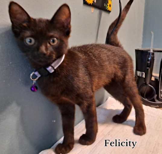 Photo of Felicity Jellybean