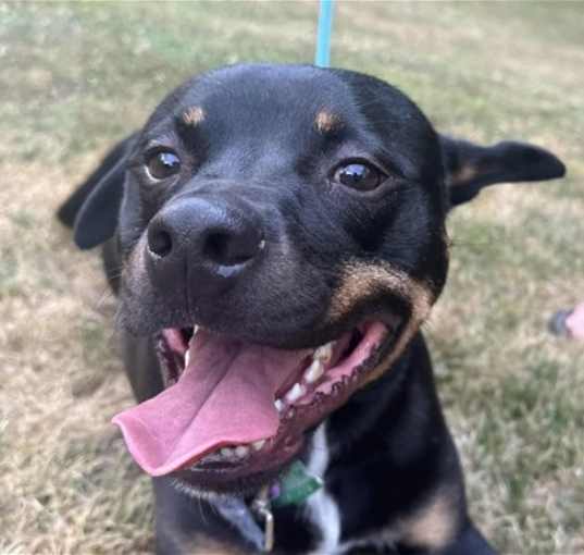Photo of Bingo - FREE TO ADOPT!