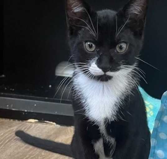 Photo of Harriet - Petsmart Plantation Foster Home