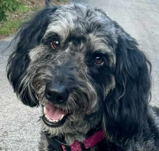 Photo of Aussiedoodle  Estelle