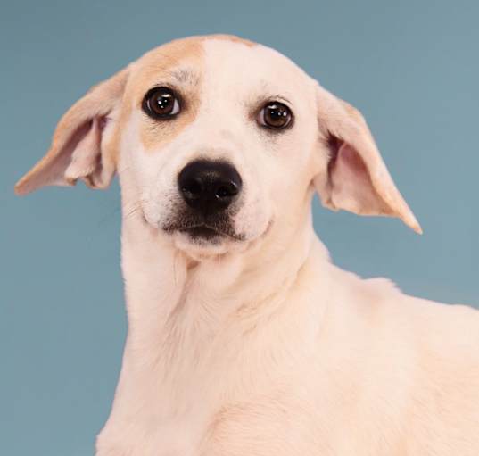 Photo of Momma Tulip Pup - Parrot