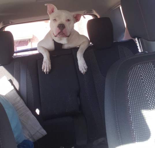 Photo of Remy