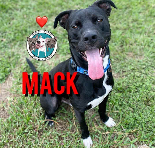 Photo of Mack Your Loyal Best Friend