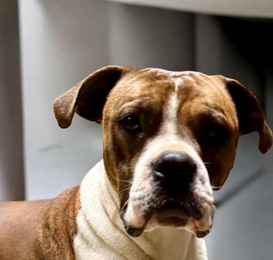 Photo of CHECKER