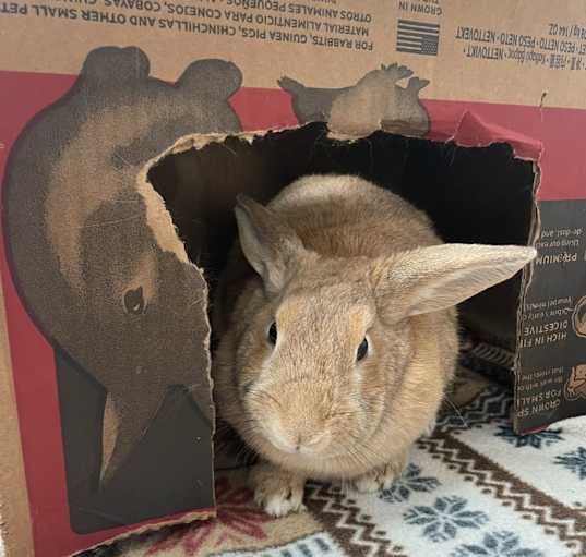 Photo of Butterscotch
