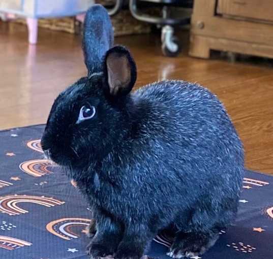 Photo of Bear