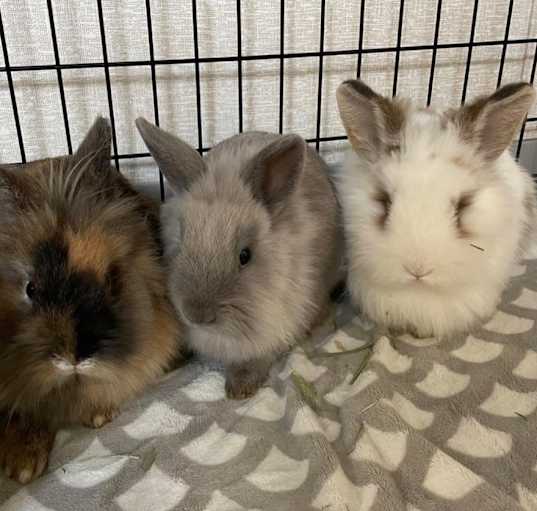 Photo of Blossom-Bonded to Buttercup and Bubbles