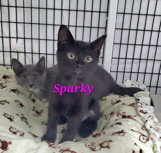 Photo of Sparky