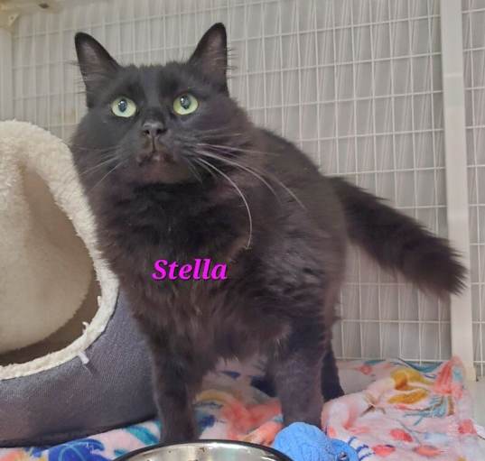 Photo of Stella