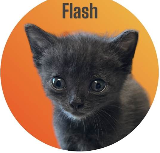 Photo of Flash