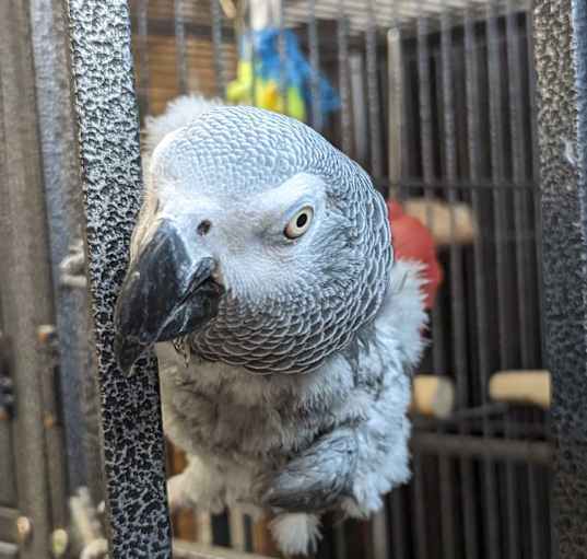 Photo of African Greys Lola & George