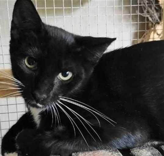 Photo of A-Niles - Barn Cat