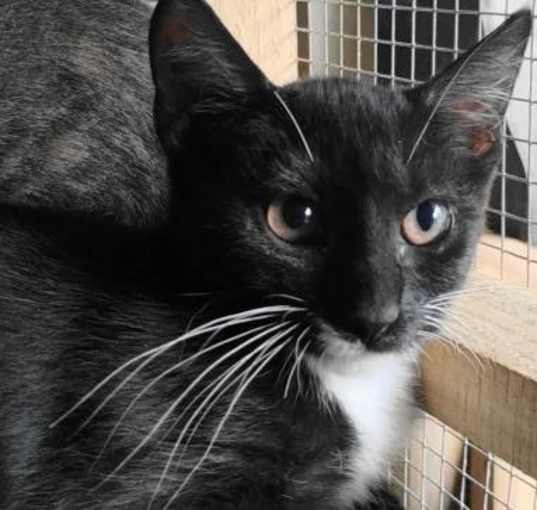 Photo of A-Junie - Barn Cat