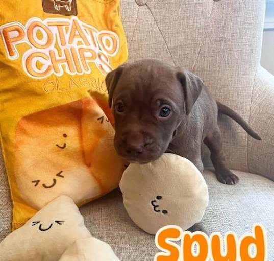 Photo of Spud