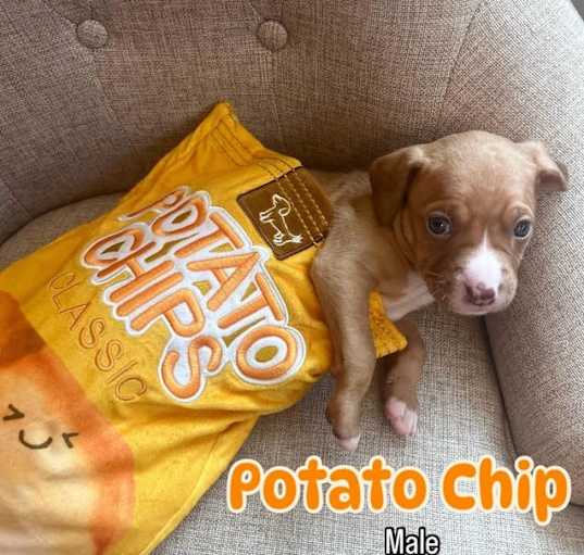 Photo of Potato Chip