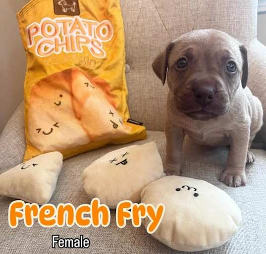 Photo of French Fry