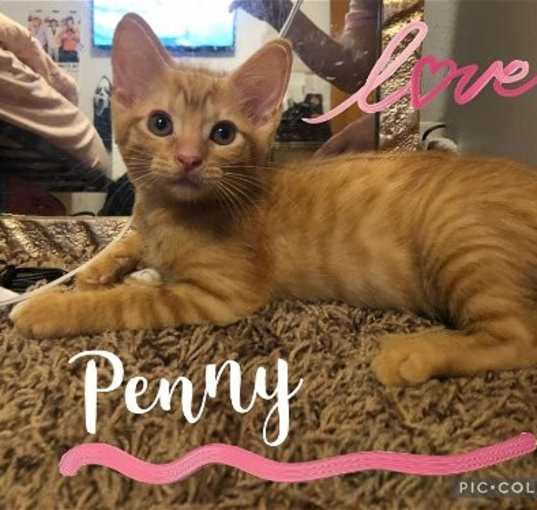 Photo of Penny