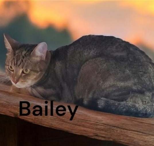 Photo of Bailey