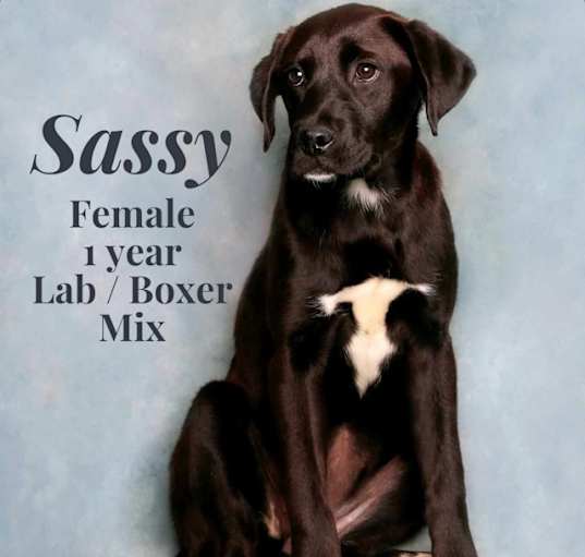 Photo of Sassy