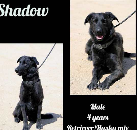 Photo of Shadow